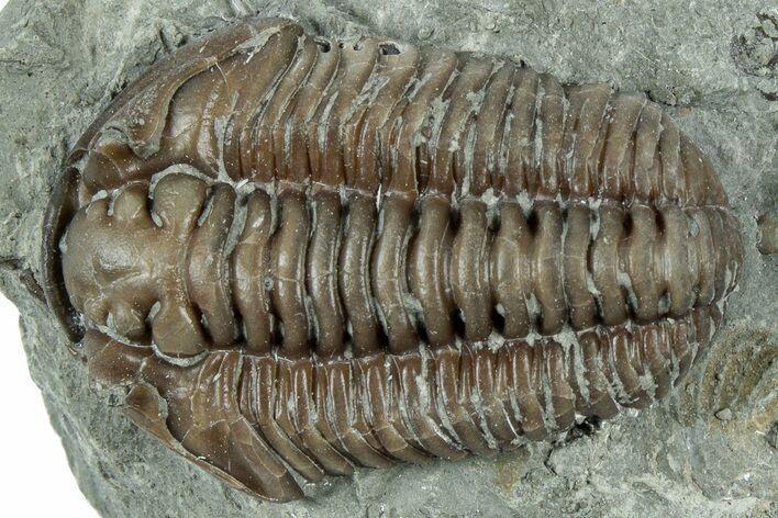 Prone Flexicalymene Trilobite - Ohio #319121